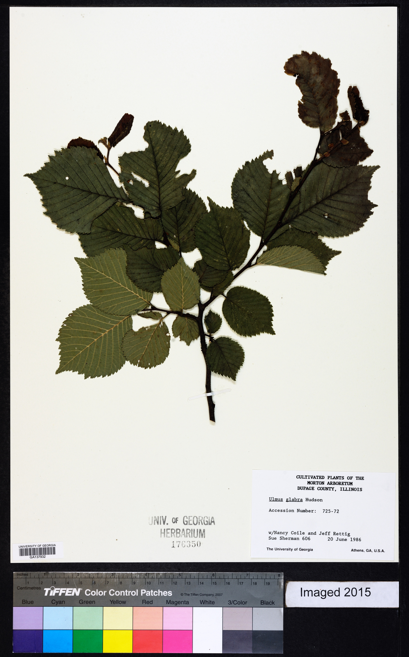 Ulmus glabra image