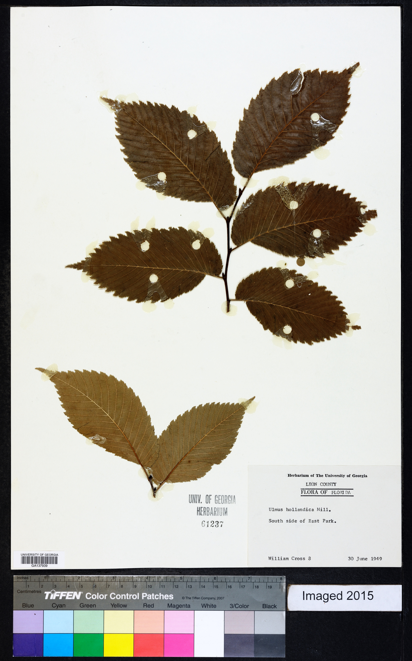 Ulmus hollandica image