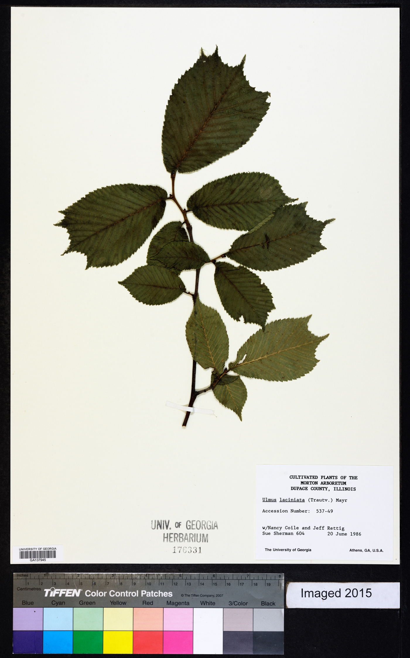 Ulmus laciniata image