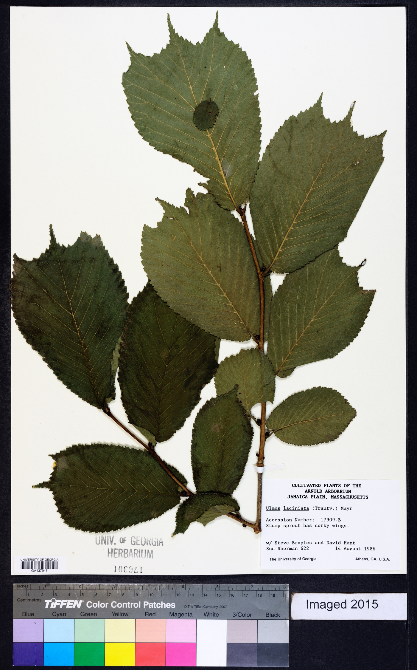 Ulmus laciniata image