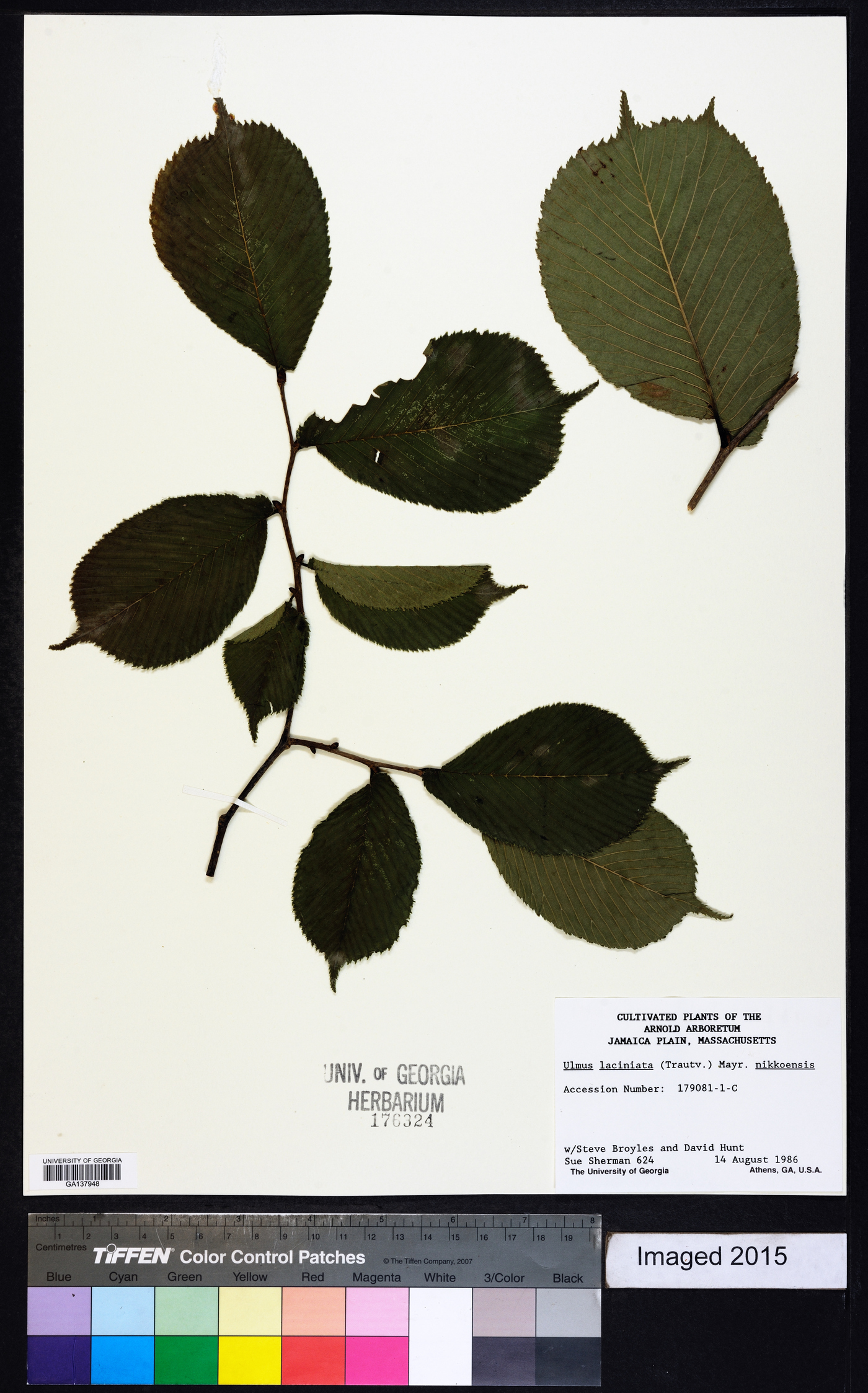 Ulmus laciniata image