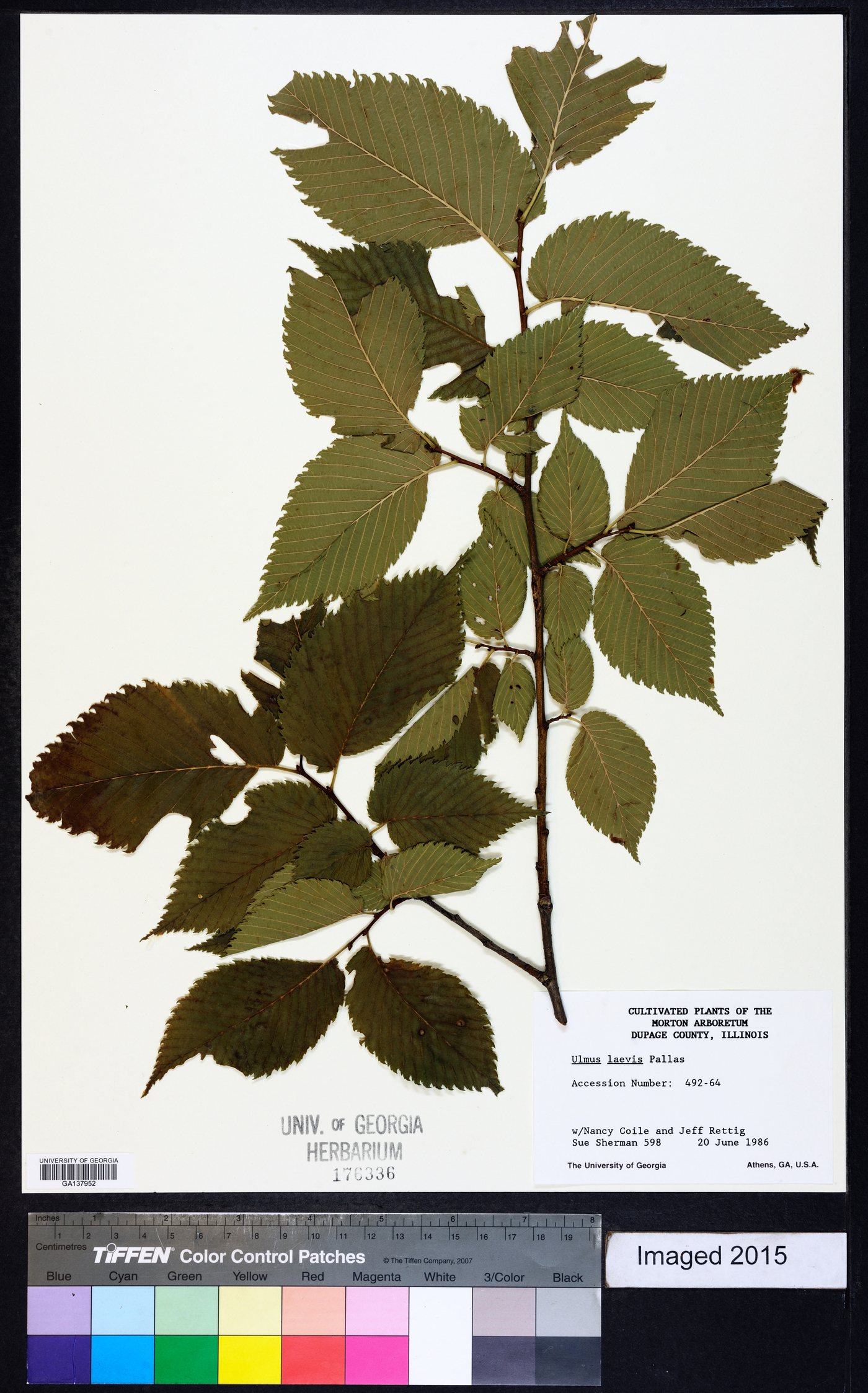 Ulmus laevis image