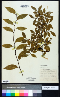 Ulmus parvifolia image