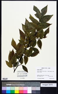 Ulmus pumila image