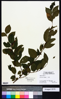 Ulmus pumila image