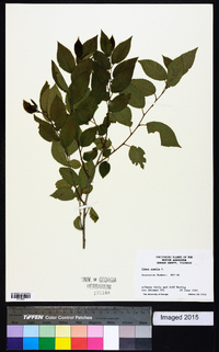 Ulmus pumila image