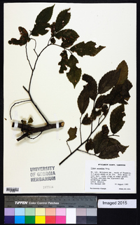 Ulmus serotina image