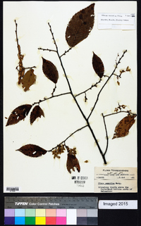 Ulmus serotina image