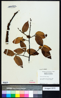 Ulmus serotina image