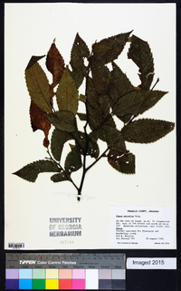 Ulmus serotina image