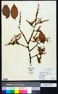 Ulmus serotina image