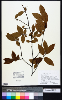 Ulmus serotina image