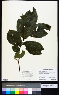 Ulmus thomasii image