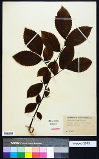 Ulmus thomasii image