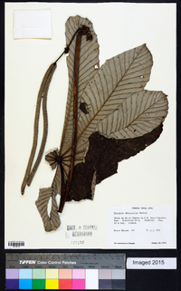 Cecropia obtusifolia image