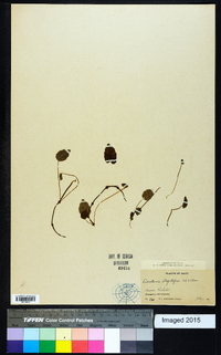 Dorstenia flagellifera image