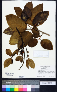 Ficus aurea image