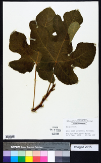 Ficus carica image