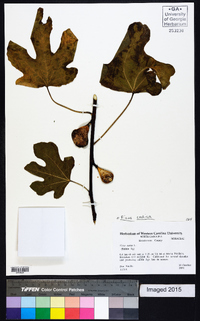 Ficus carica image