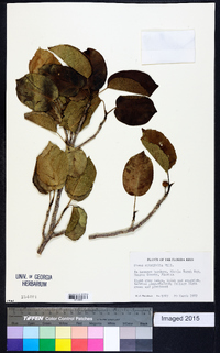 Ficus citrifolia image