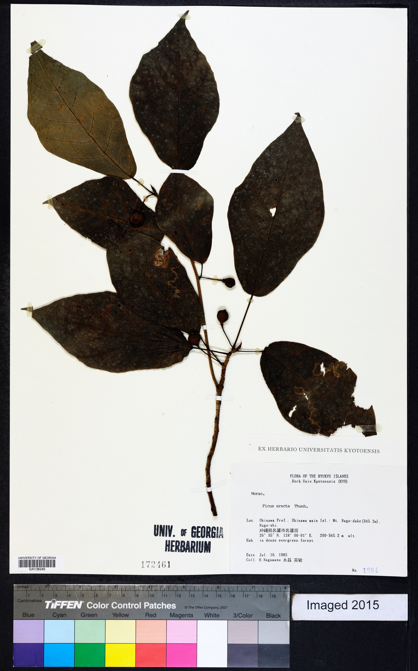 Ficus erecta image