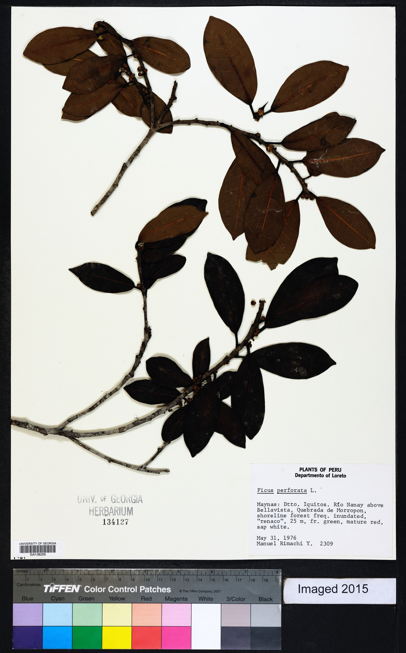 Ficus perforata image