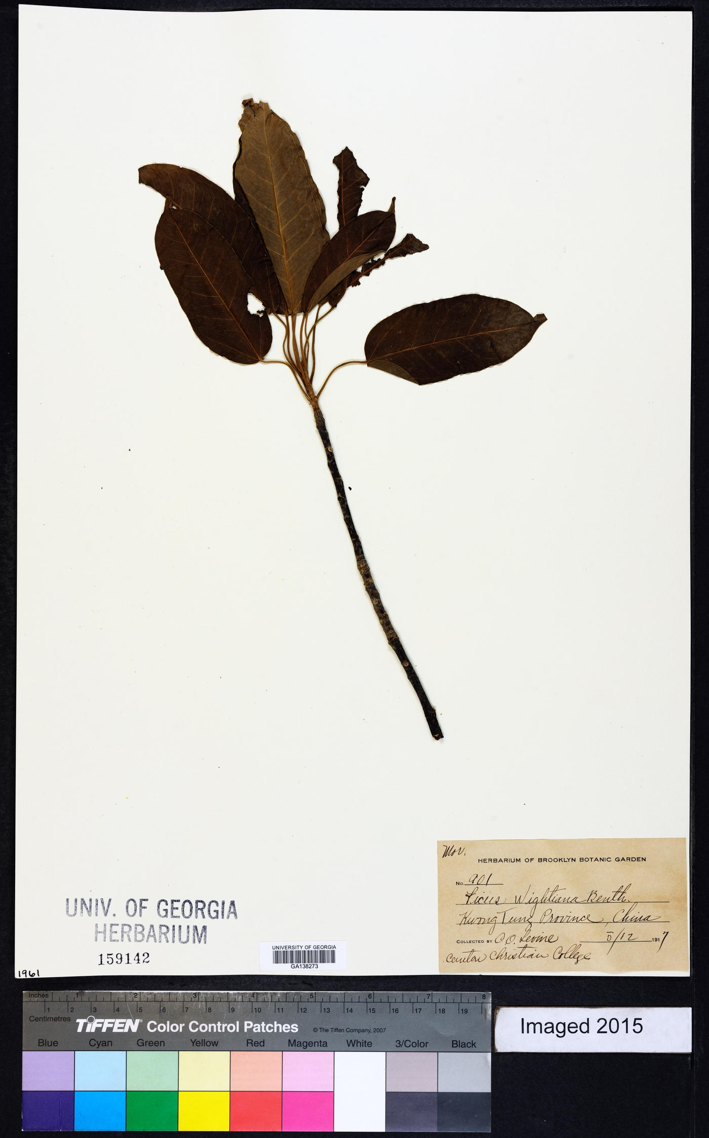 Ficus virens image