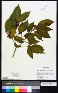 Ficus pertusa image