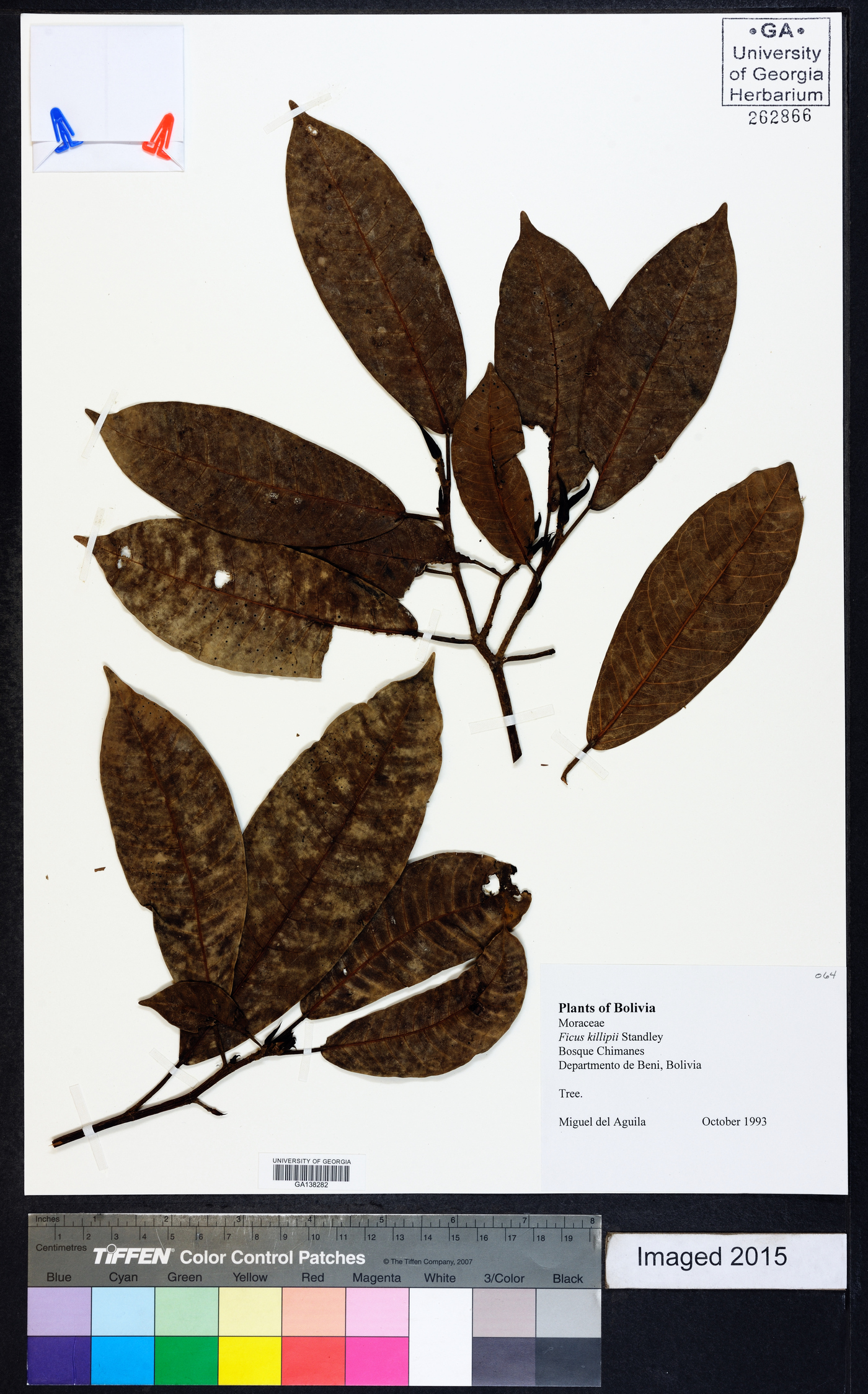 Ficus coerulescens image