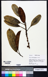 Ficus albert-smithii image