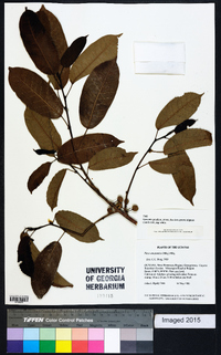 Image of Ficus amazonica