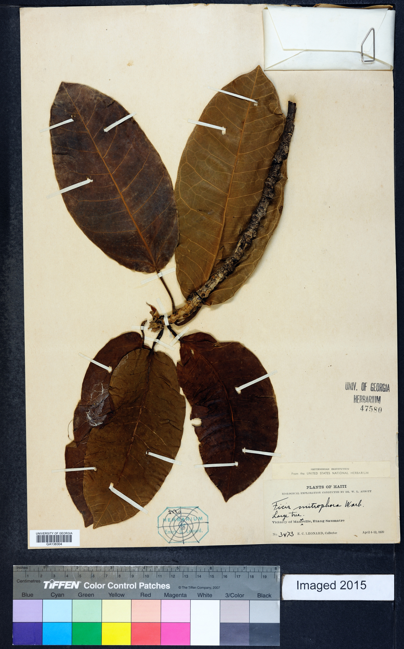 Ficus mitrophora image