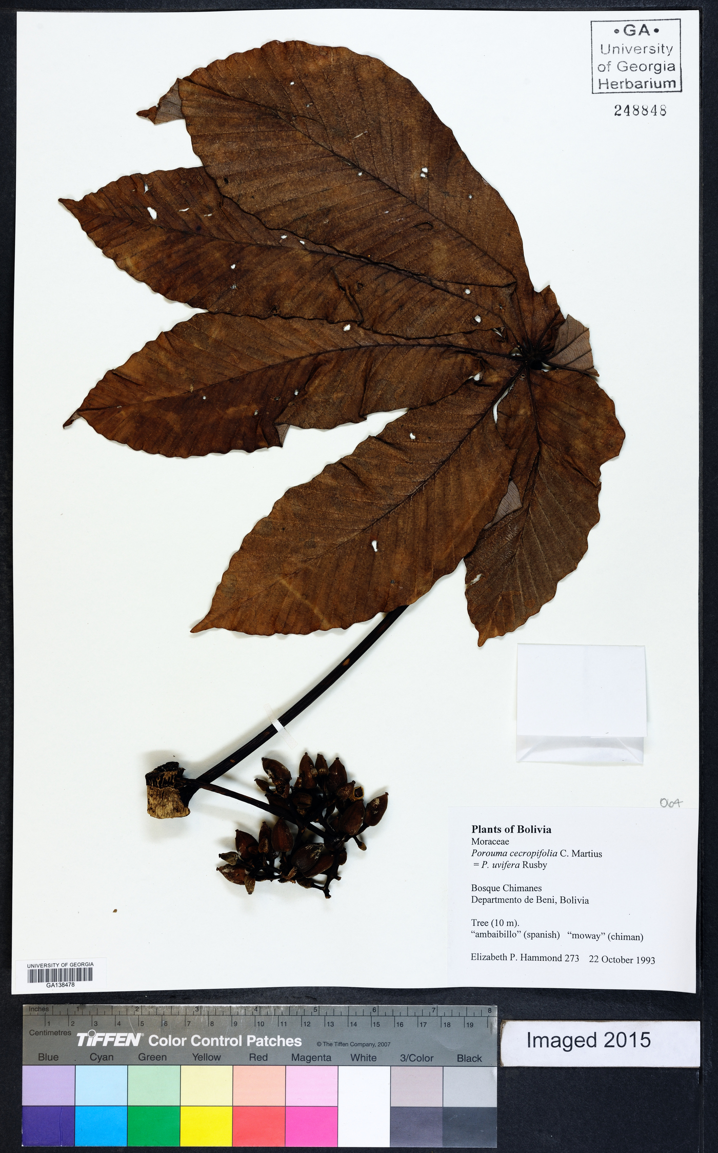 Pourouma cecropiifolia image