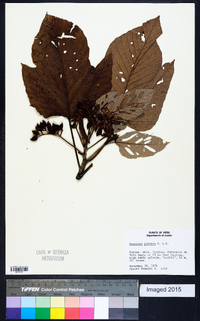 Pourouma guianensis subsp. guianensis image