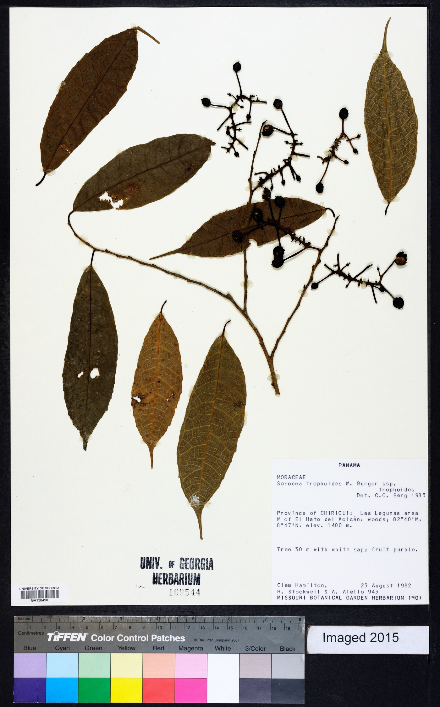 Sorocea trophoides image