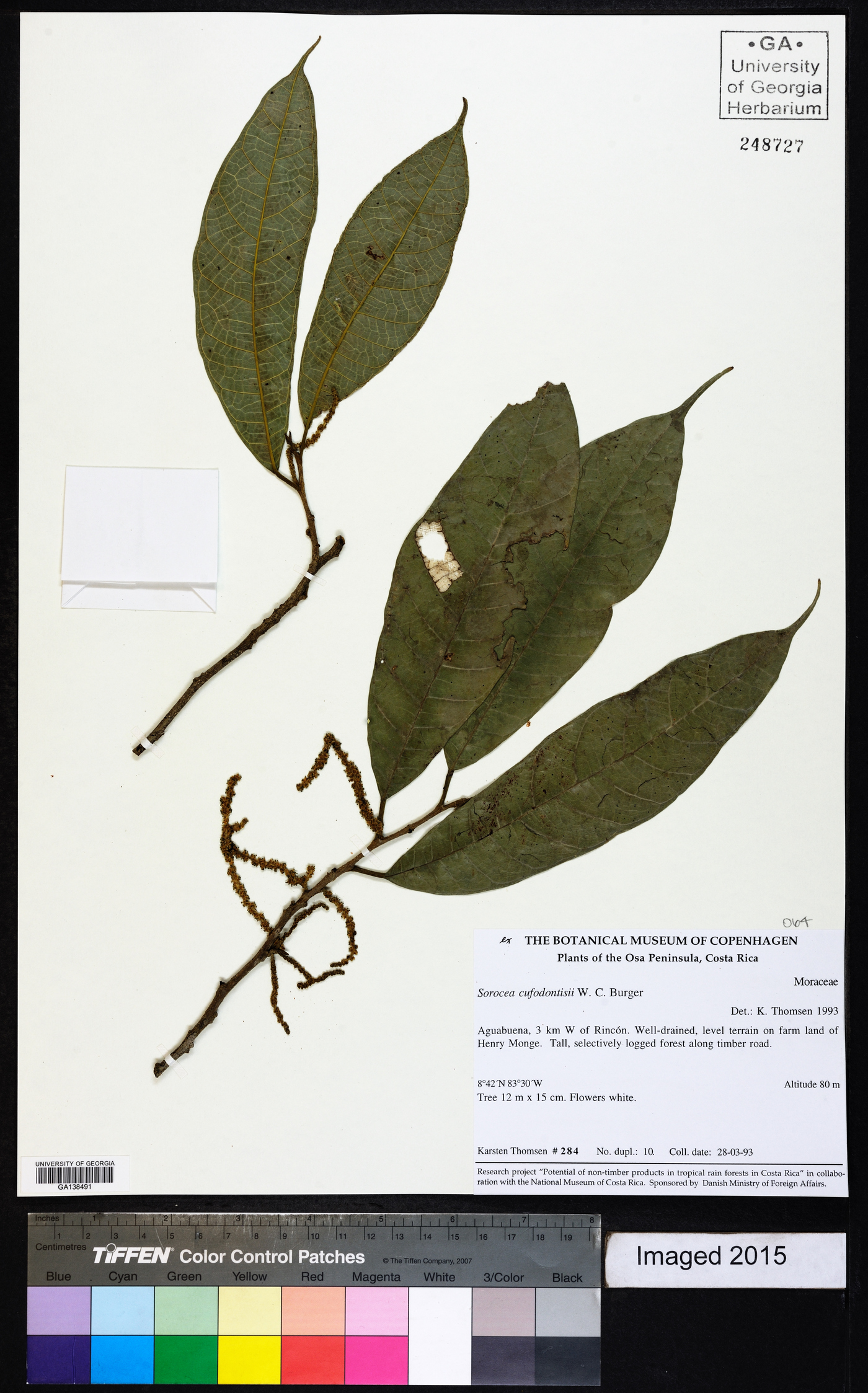 Sorocea pubivena subsp. pubivena image