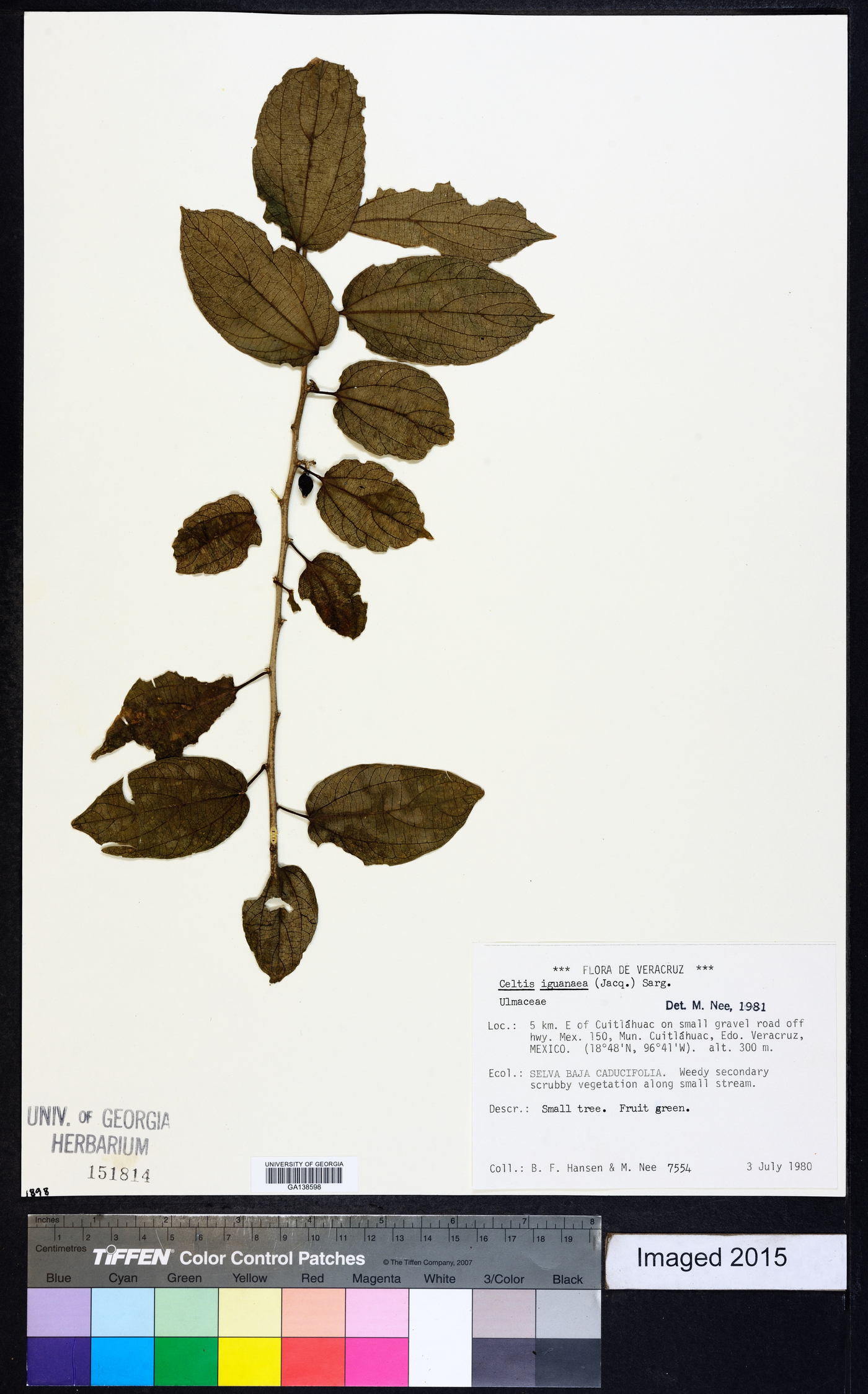 Celtis iguanaea image