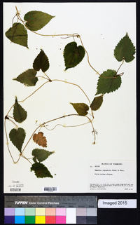 Humulus japonicus image