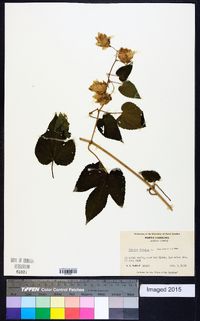 Humulus lupulus image