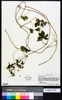 Humulus lupulus image