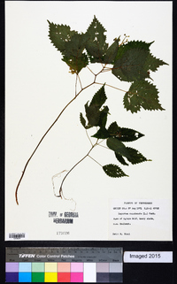 Laportea canadensis image