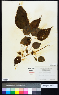 Laportea canadensis image