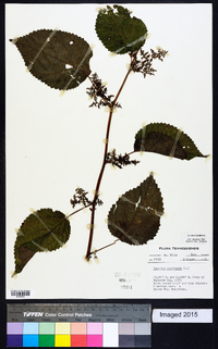 Laportea canadensis image