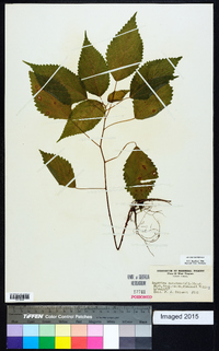 Laportea canadensis image