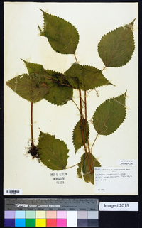 Laportea canadensis image