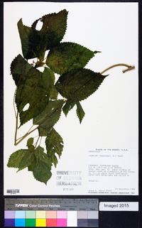 Laportea canadensis image