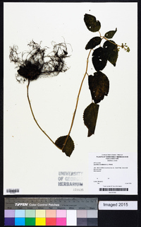 Laportea canadensis image