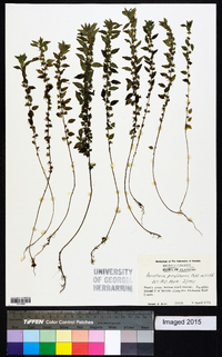 Parietaria pensylvanica image