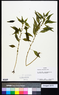 Parietaria pensylvanica image