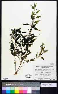 Parietaria pensylvanica image